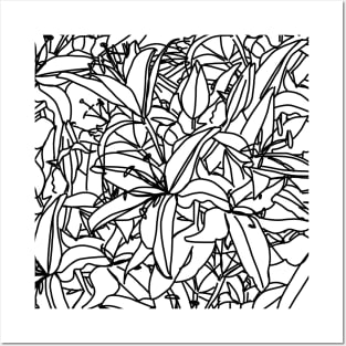 Lily Flowers Line Drawing Black and White Posters and Art